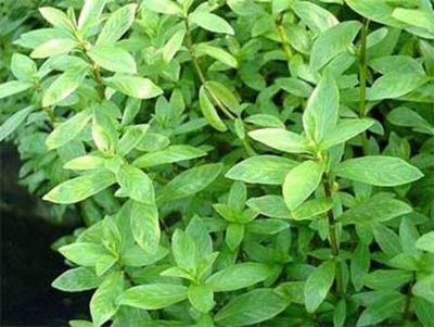 (1109)  Гигрофила многосеменная или индийская или Болотник (Hygrophila polysperma)