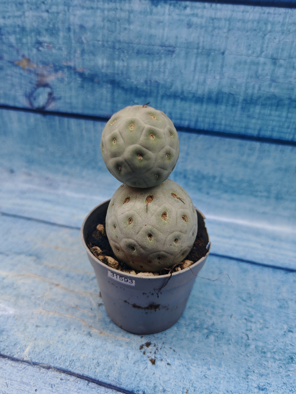 Tephrocactus Geometricus (Тефрокактус)