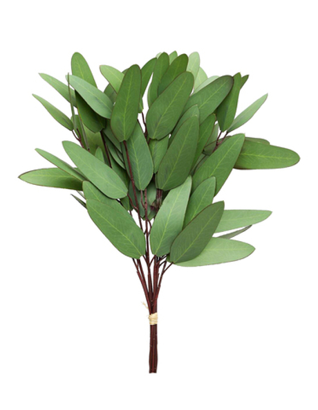 Пучок эвкалипта Популус HQ (8 веточек) - Зеленый