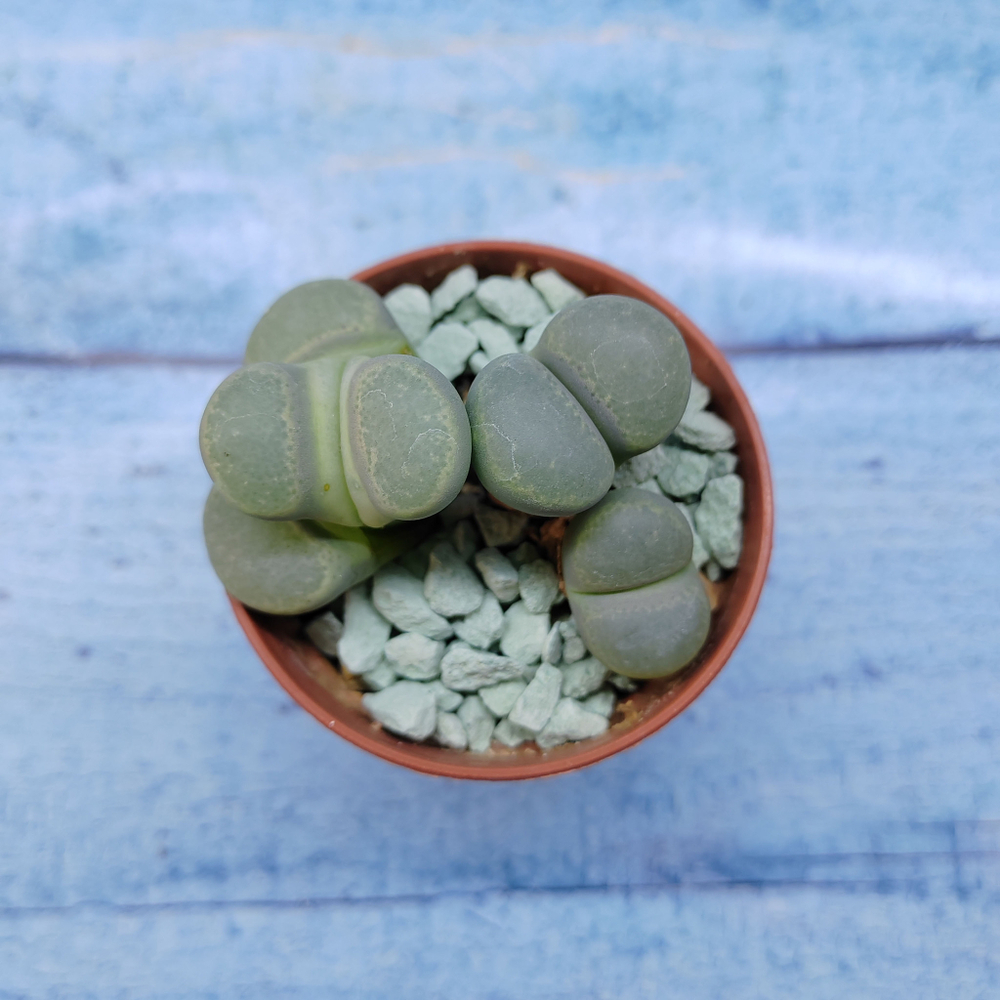 Lithops sp. (Литопсы)
