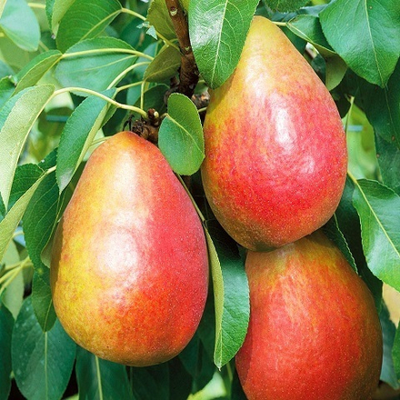 Груша летняя Радужная