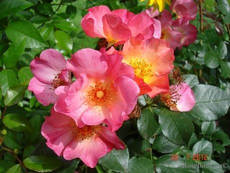 Ян Артюс Бертран (Звезда Востока) (Yann Arthus-Bertrand)