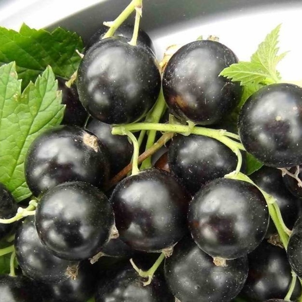 Смородина чёрная Шалунья