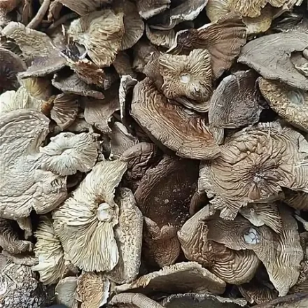 Пантерный мухомор (2 сорт)