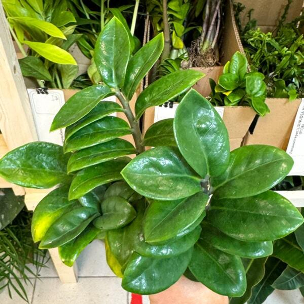 Замиокулькас DWARF