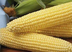 Шайнрок F1 семена кукурузы (Syngenta / Сингента)