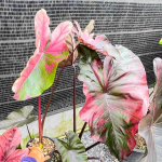 Колоказия SUKSATHIT PINK N2