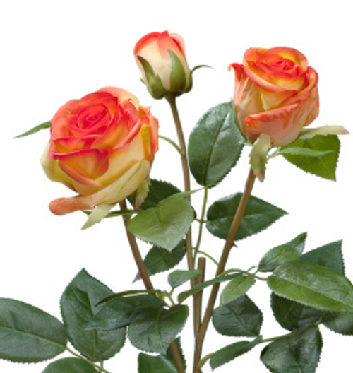 Роза Флорибунда Мидл ветвь золотисто-оранж