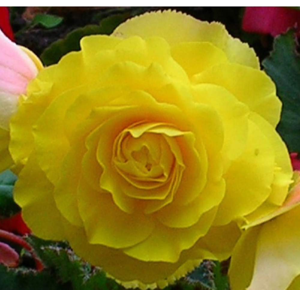 Бегония Махровая желтая (3 шт)