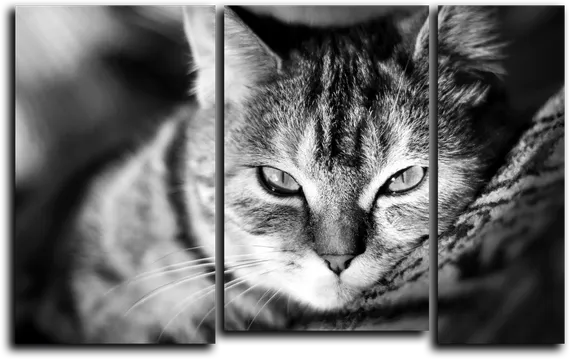 Модульная картина "Полудрема"