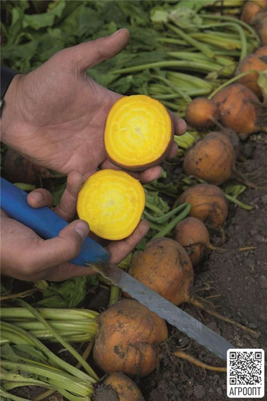 Болдор семена свеклы (Bejo / Бейо) продукт – фото 6