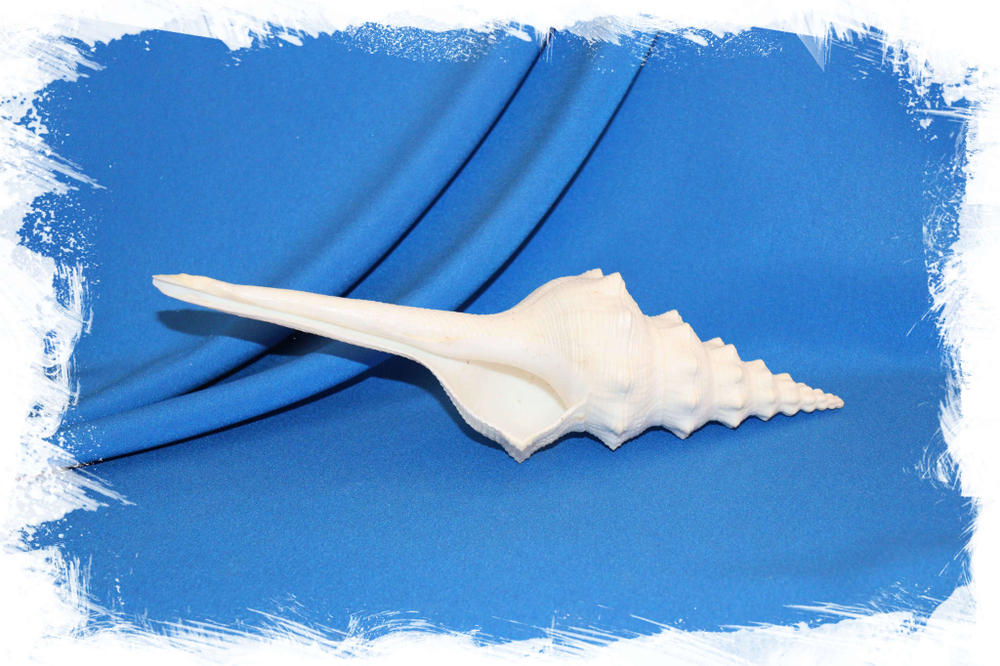 Фусинус лонгиссимус (Fusinus longissimus)