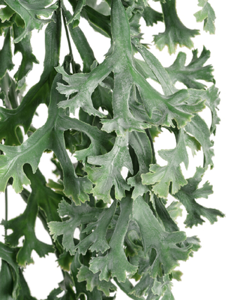 Стегхорн Хилии (Оленьи рога) куст ампельный