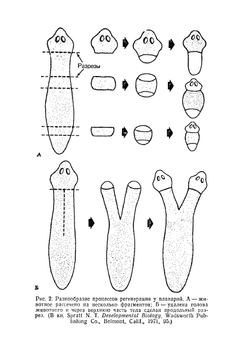 Регенерация - настоящее и будущее. В мире науки и техники | П. Мэттсон