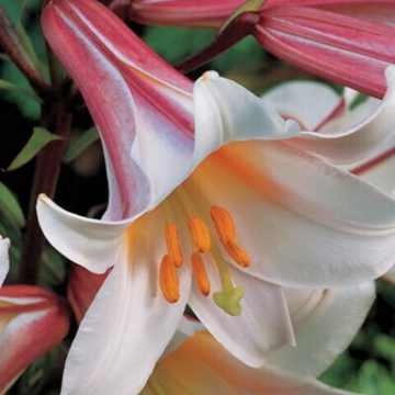 Лилия Трубчатая Регале