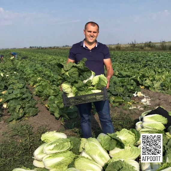 БИЛКО F1 семена капусты пекинской (Bejo | Alexagro) – фото 5