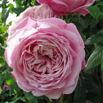 Спирит Оф Фридом (Spirit Of Freedom)