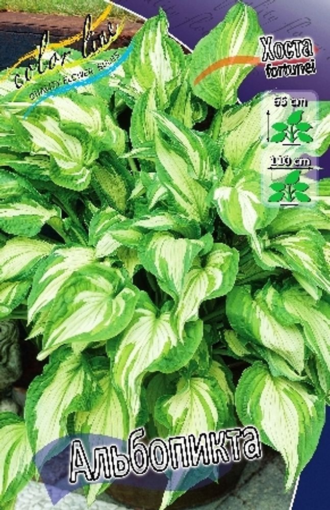 Hosta Albopicta 1 шт.