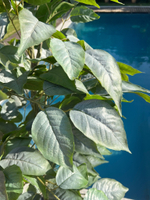 Фикус Биг Лиф 200 см