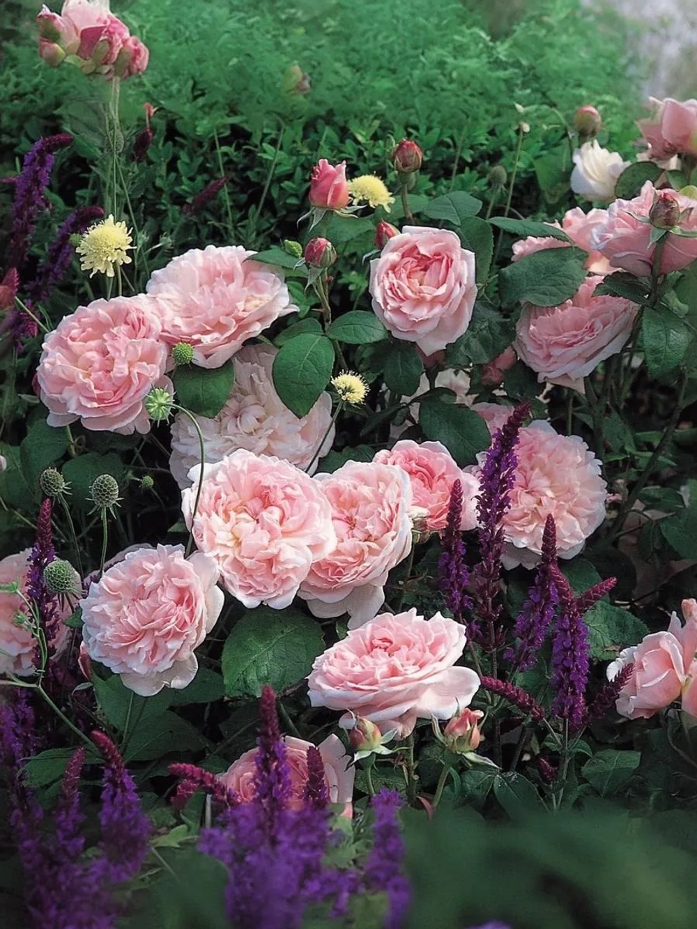 Роза английская Эглантин