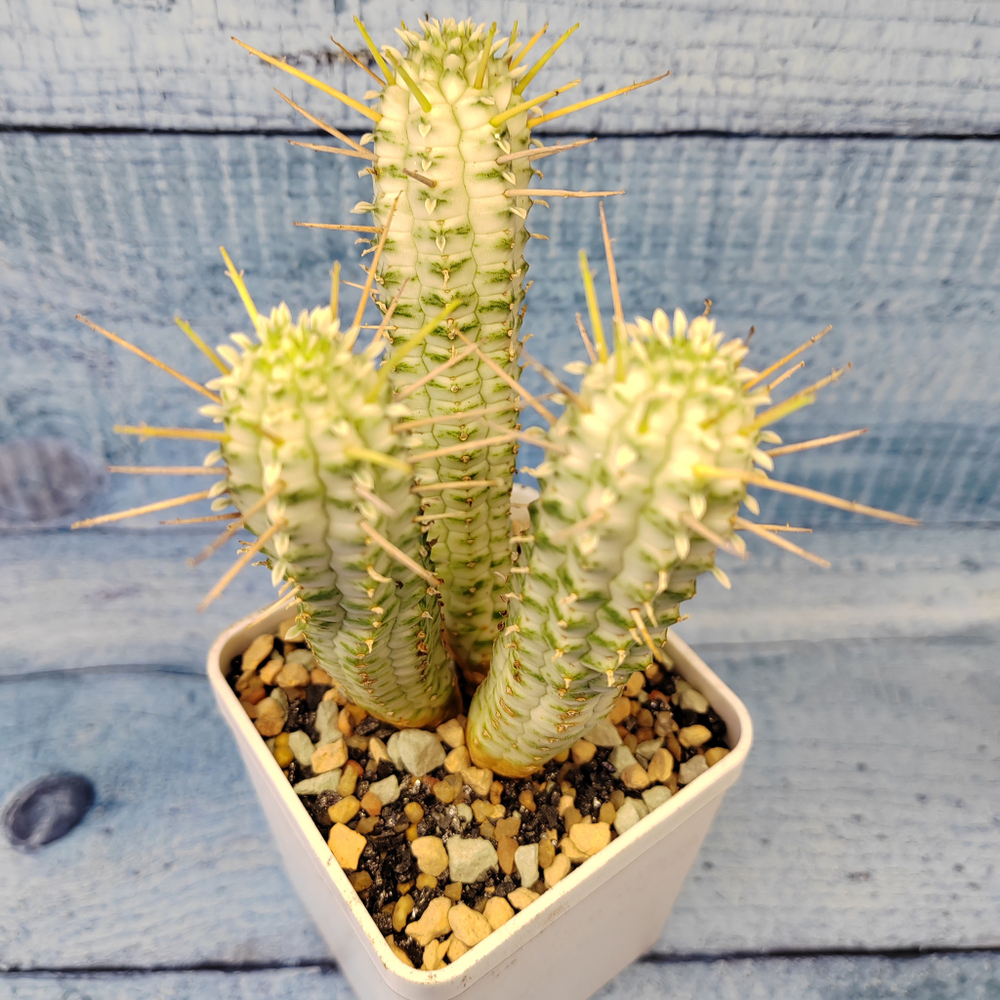 Euphorbia Mammillaris Variegata (Эуфорбия)