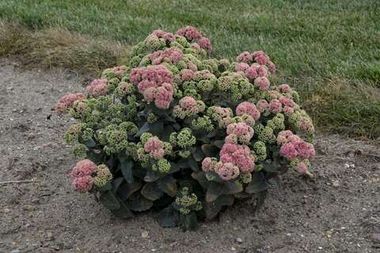 37111 Седум ROCK N GROW CORALJADE (ВЕСНА 2025)