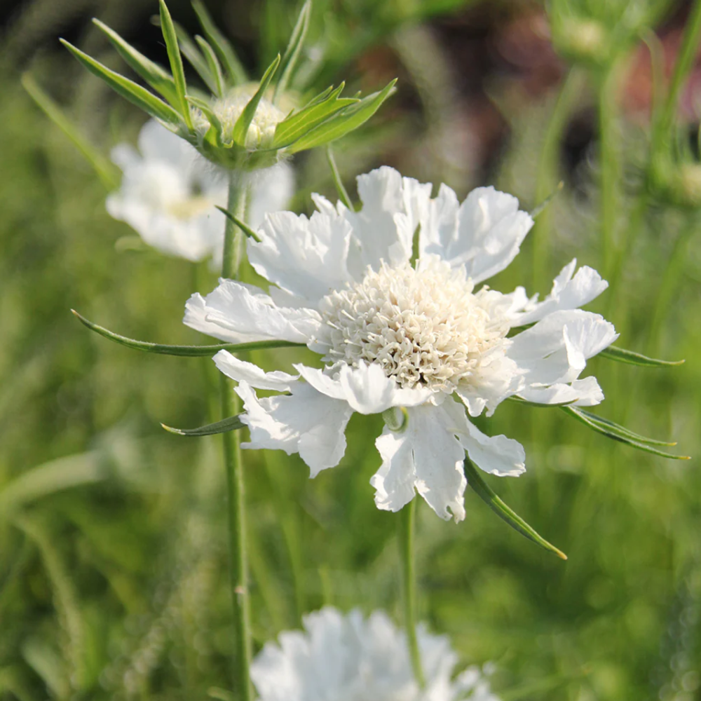 Скабиоза кавказская "Perfecta Alba". Scabiosa caucasica "Perfecta Alba".