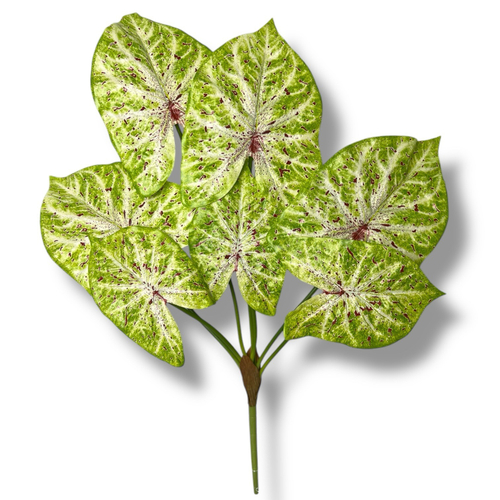 Филодендрон спрей куст 70 см.