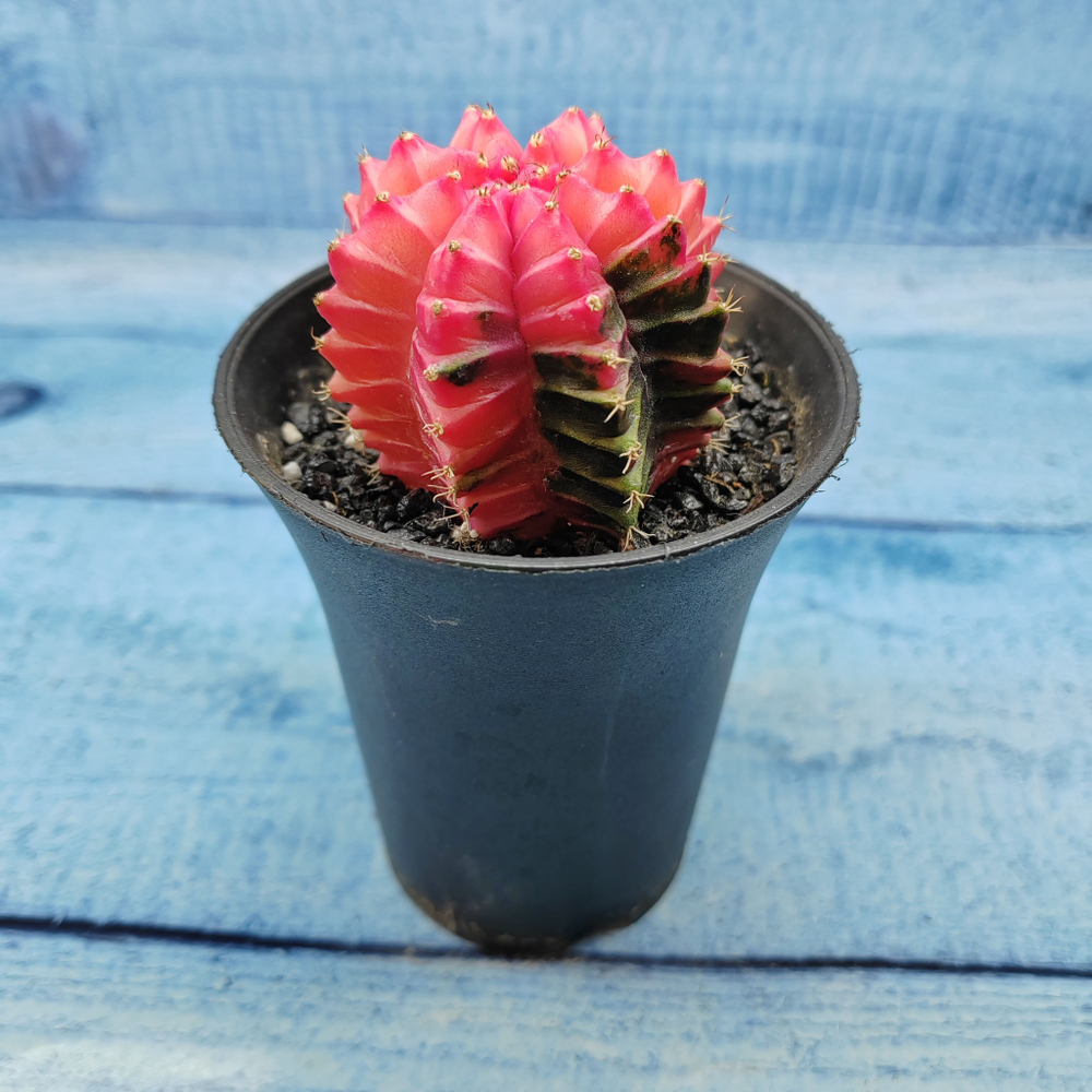 Gymnocalycium Variegata (Гимнокалициум Вариегатный)