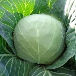 МАГНУС F1 семена капусты белокочанной (Hazera | Alexagro)