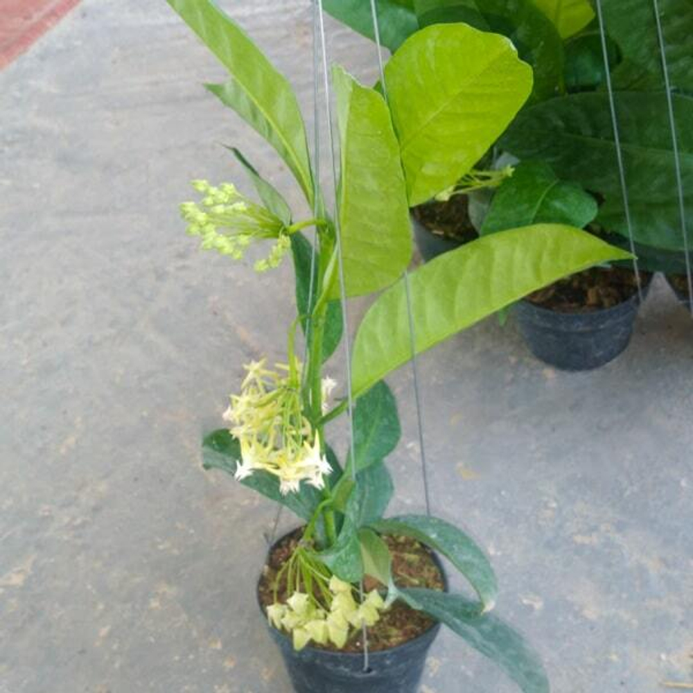 Хойя MULTIFLORA