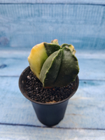 Astrophytum Myriostigma variagate (Астрофитум вариегатный)