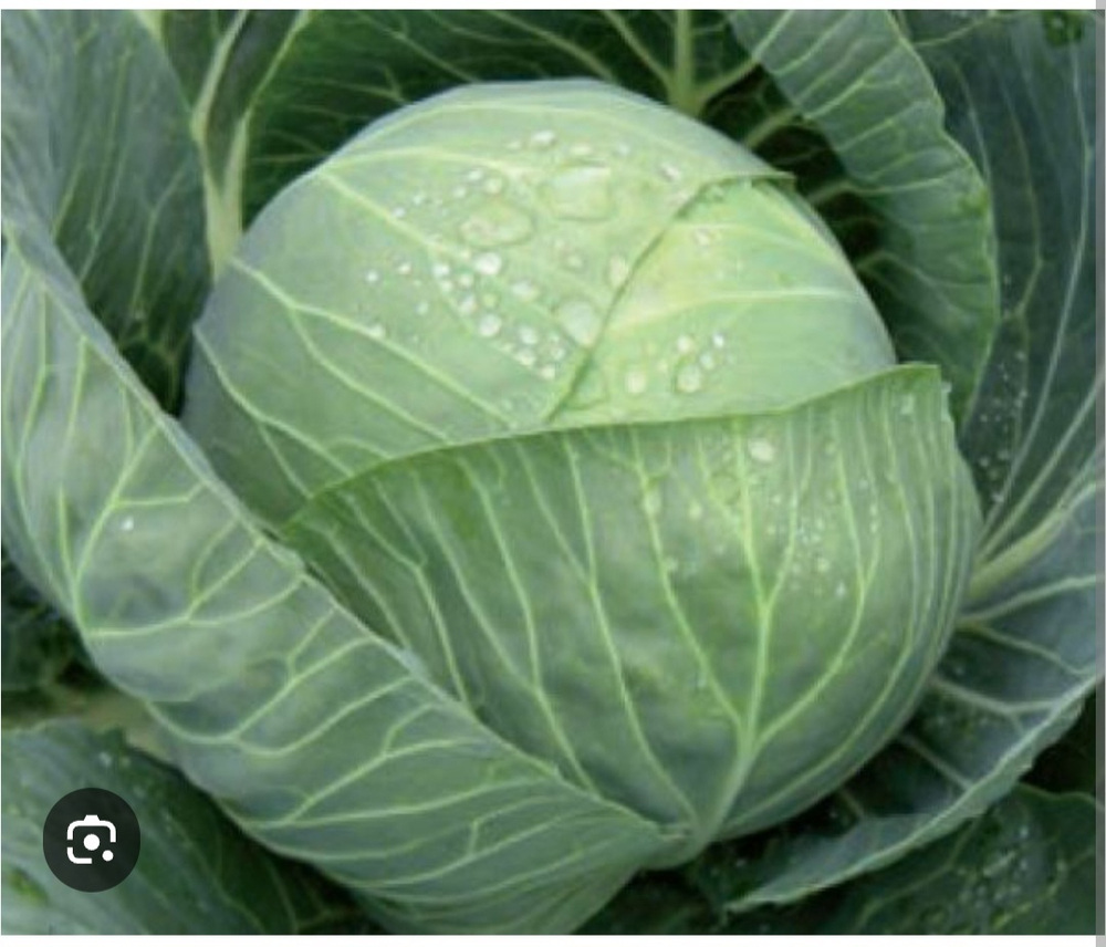 Капуста средняя белокочанная Легента F1 - Legenta F1 2500шт