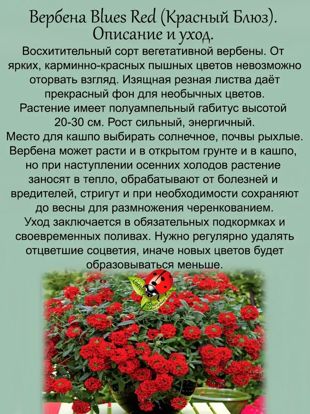 Вербена Красный блюз blues red вегетативная