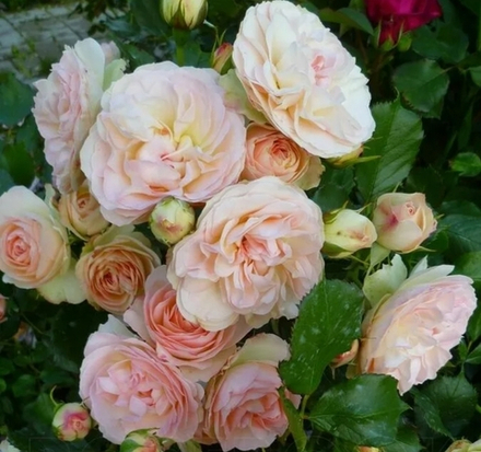 РОЗА ПАСТЕЛЛА (Pastella)