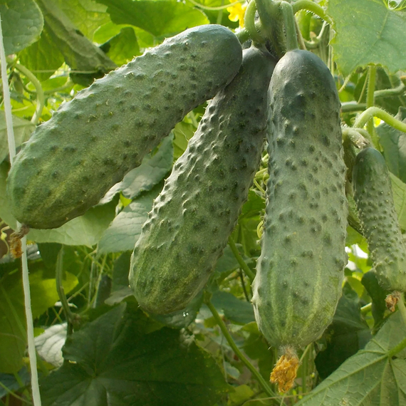 Эколь F1 семена огурца партенокарпического (Syngenta / Сингента) культура – фото 3