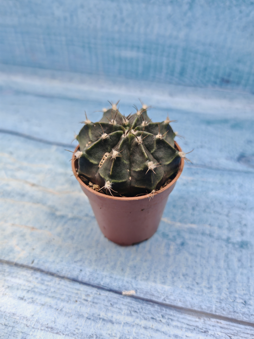 Gymnocalycium Friedrichii (Гимнокалициум)