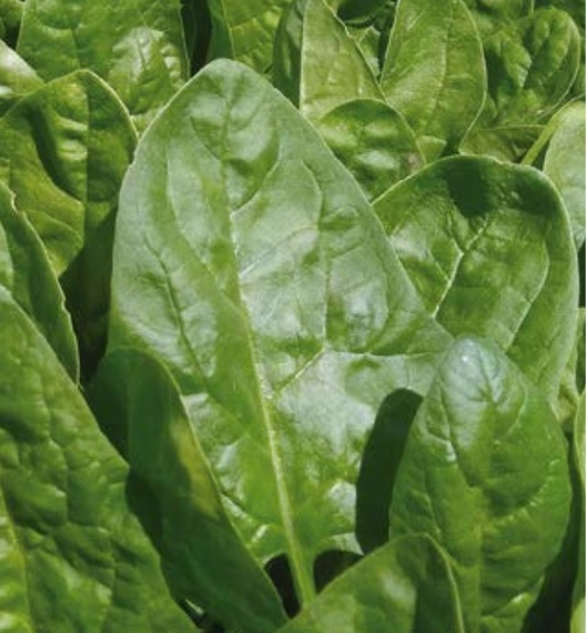 Клиппер F1 семена шпината (Sakata / ALEXAGRO) культура – фото 2