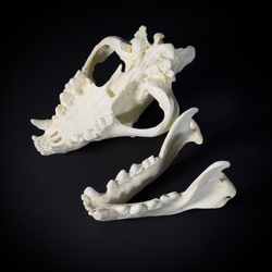 Череп бурой гиены