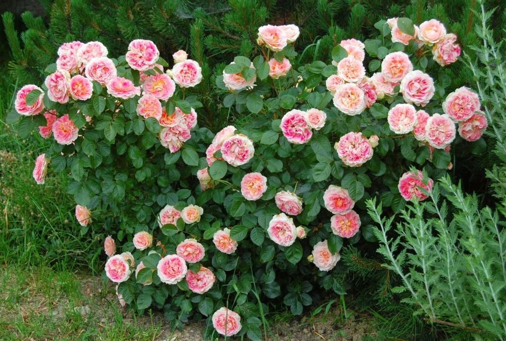 Цезарь (Cesar)