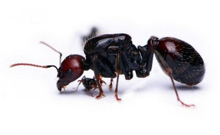 муравьи messor barbarus