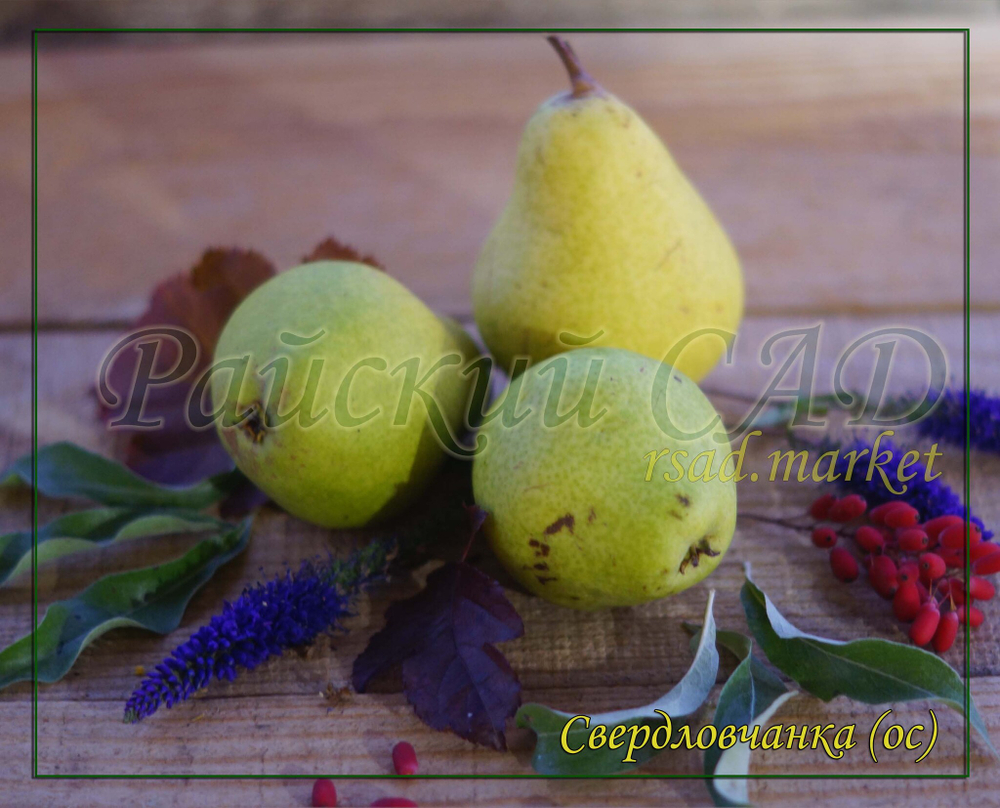 Груша Свердловчанка