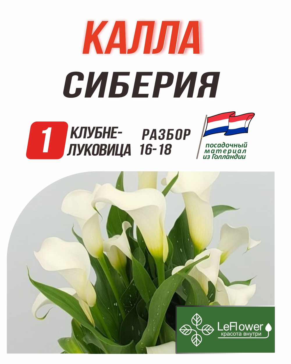 Калла Клубнелуковица, Сиберия, 1шт. Разбор 16/18