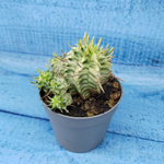 Euphorbia meloformis f. Variegated (Эуфорбия вариегатная)