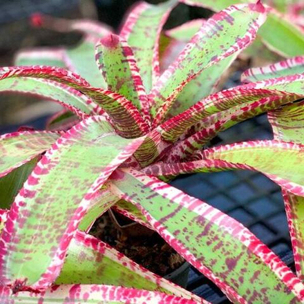 Неорегелия TEARS ON FIRE