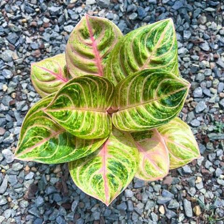 Аглаонема SIAM PERFECT