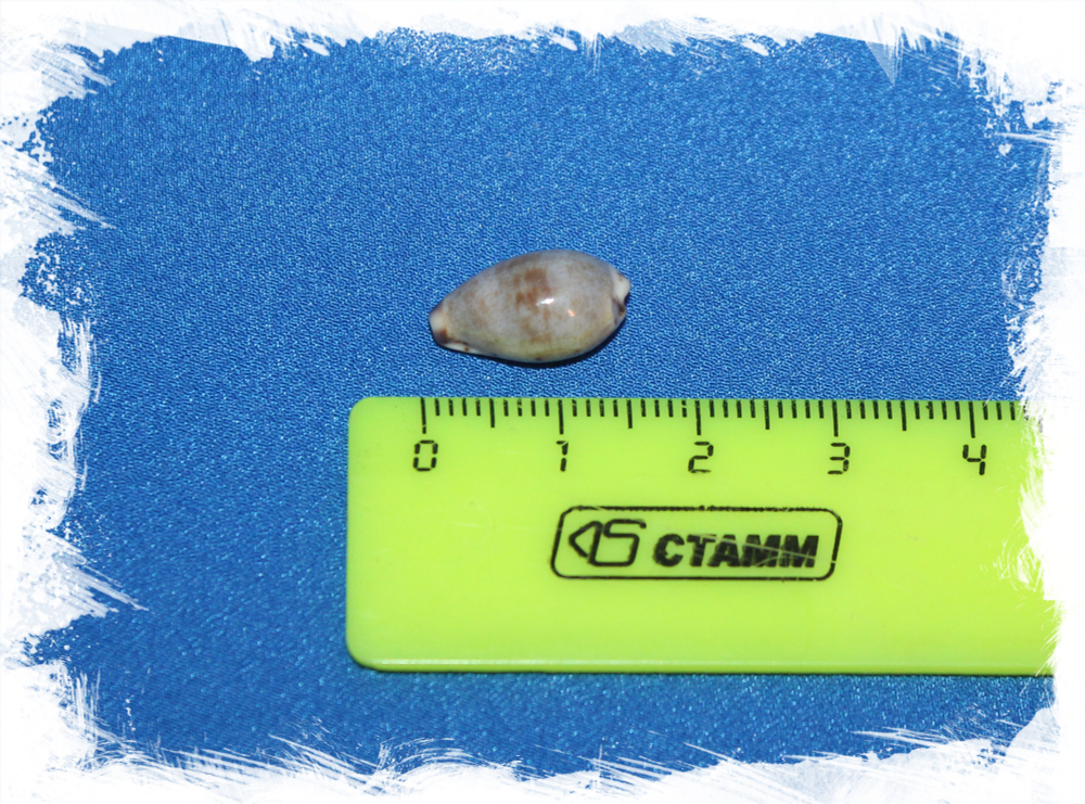 Ракушка Cypraea gracilis, Purpuradusta gracilis, Пурпудаста грацилис, Ципрея Грацилис