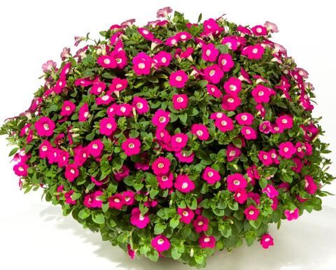 Петуния Blanket Rose