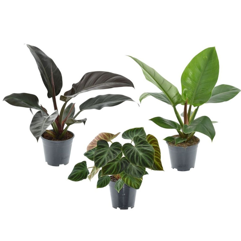 Филодендрон (MIX)