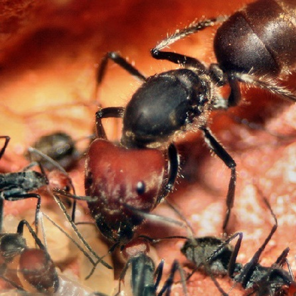 Муравьи Camponotus singularis (Кампонотус сингулярис)
